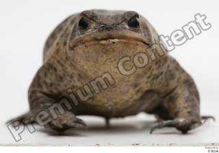 Toad  2 Bufo bufo head whole body 0001.jpg